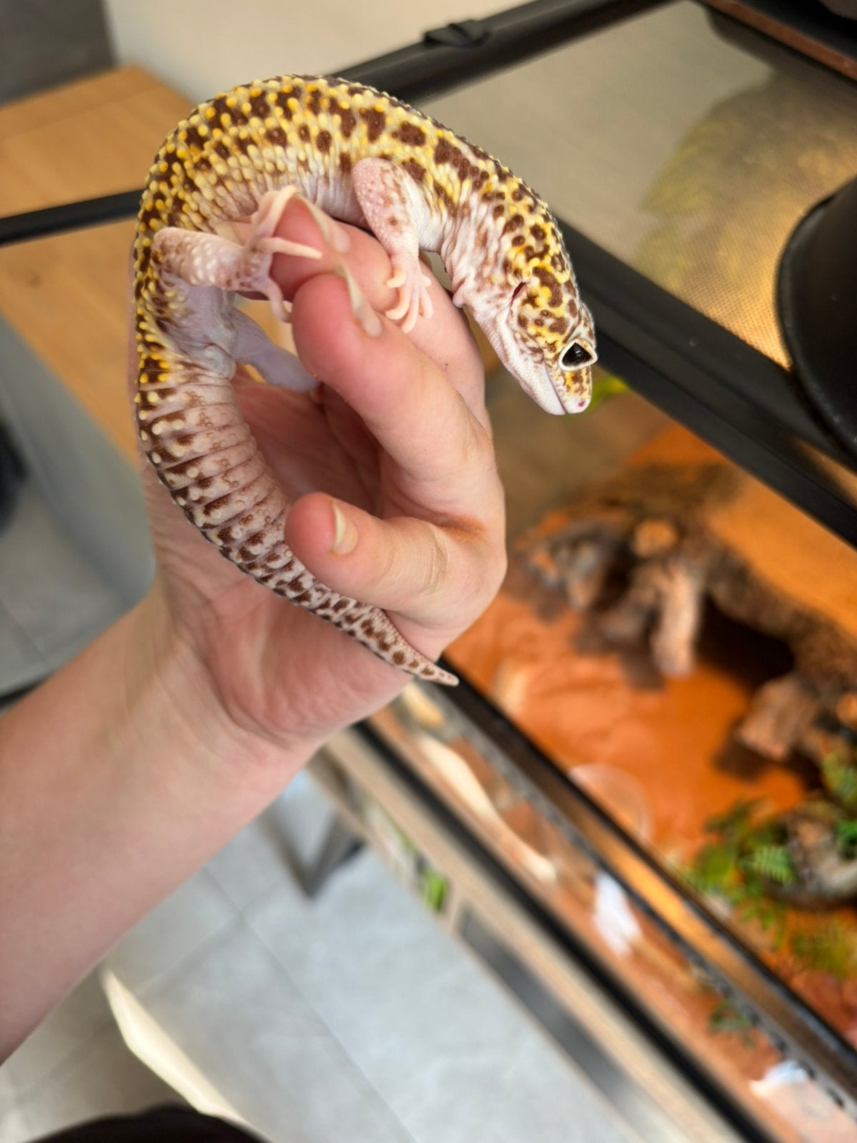 Luipaardgekko te koop Leopard Gecko - male for sale from Shayenna De Oude
