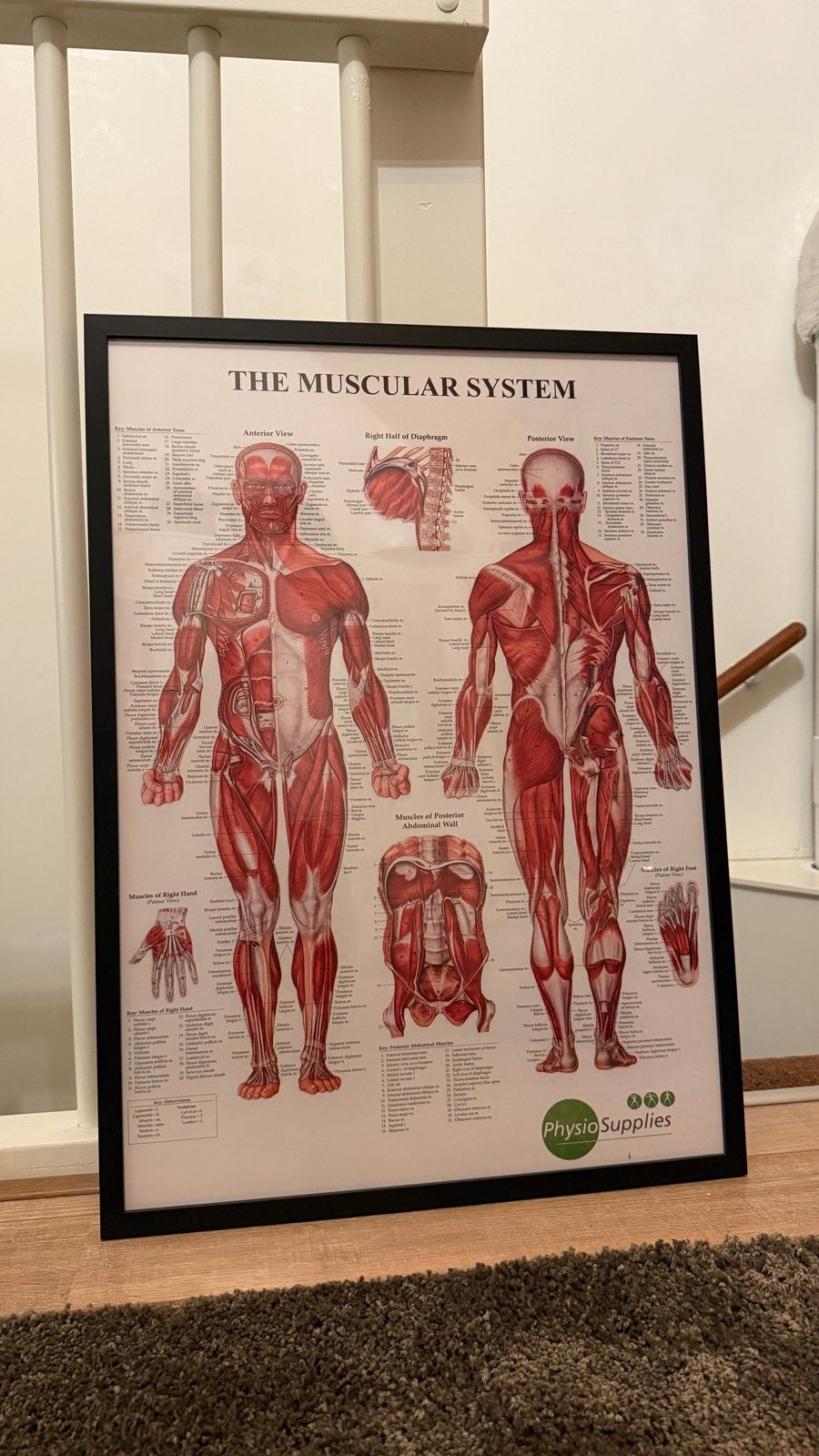 Anatomie poster lijst Muscular System schilderij, 50 – 75, Ophalen of Verzenden, Zo goed als nieuw, Foto of Poster