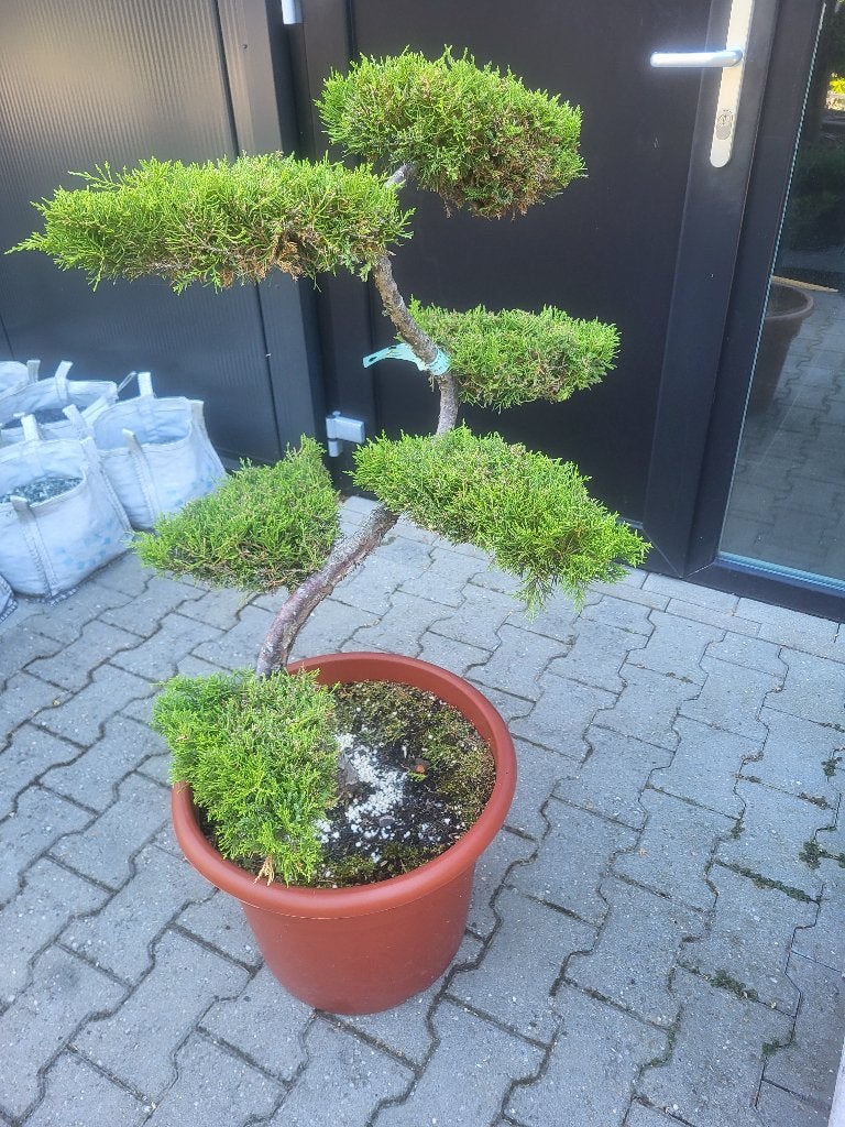 Juniperus pfitzeriana bonsai 80/90, Bloeit niet, Halfschaduw, Overige soorten, Minder dan 100 cm