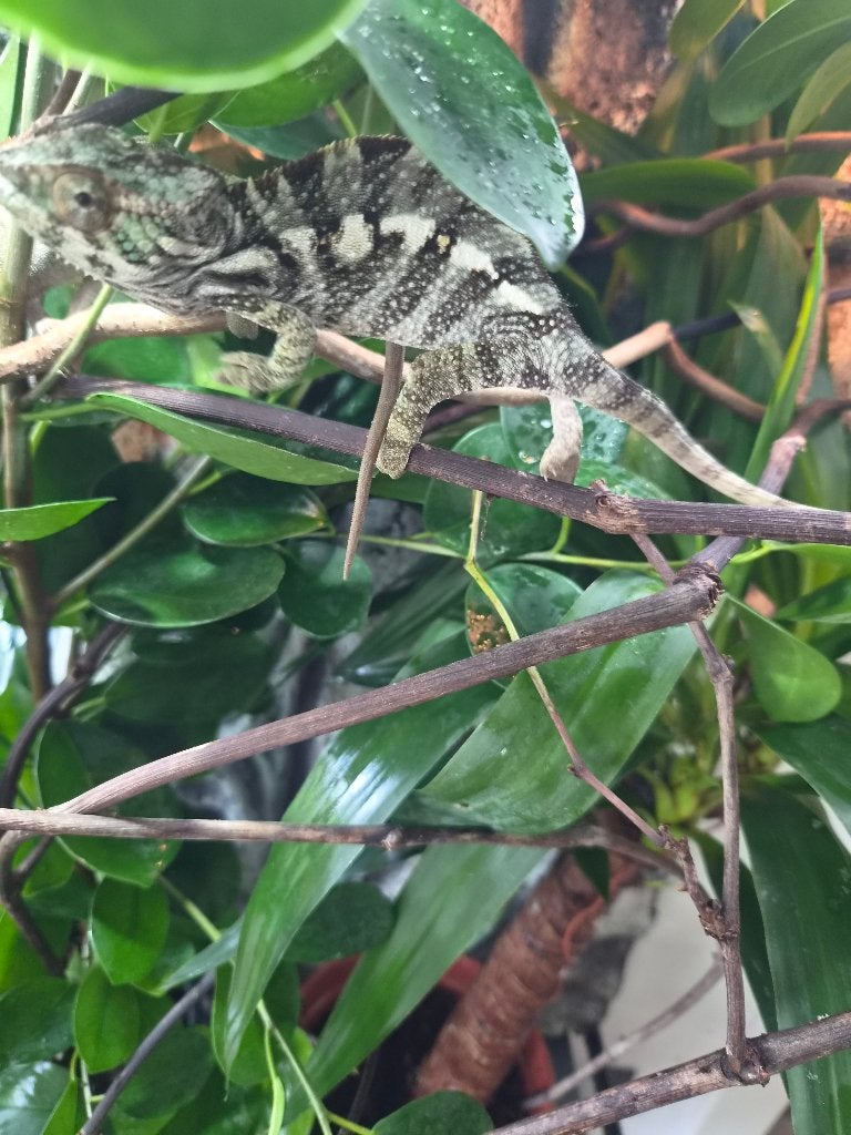 Kameleon Chameleon - female for sale from jurgen delaconcorde