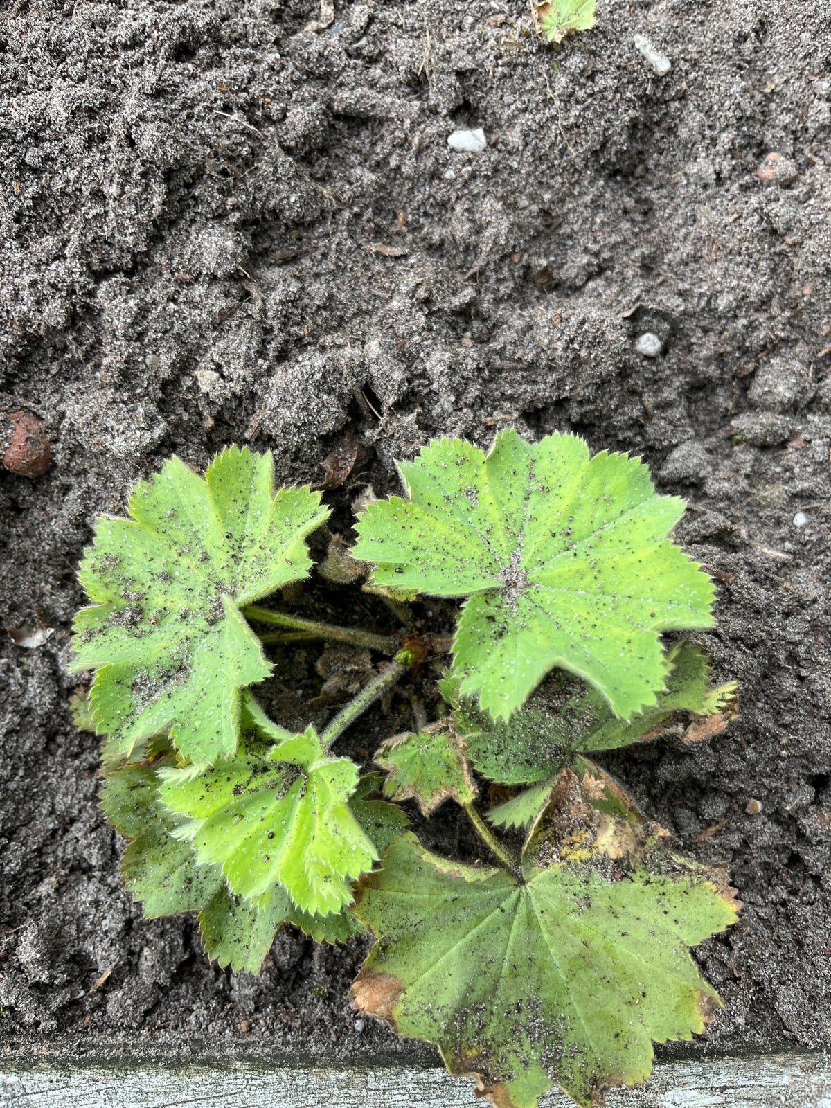 Vrouwenmantel (Alchemilla mollis) - Jonge plant, Bodembedekkers, Vaste plant, Ophalen of Verzenden, Halfschaduw