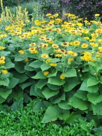 Zaden Telekia speciosa, Ophalen of Verzenden, Volle zon
