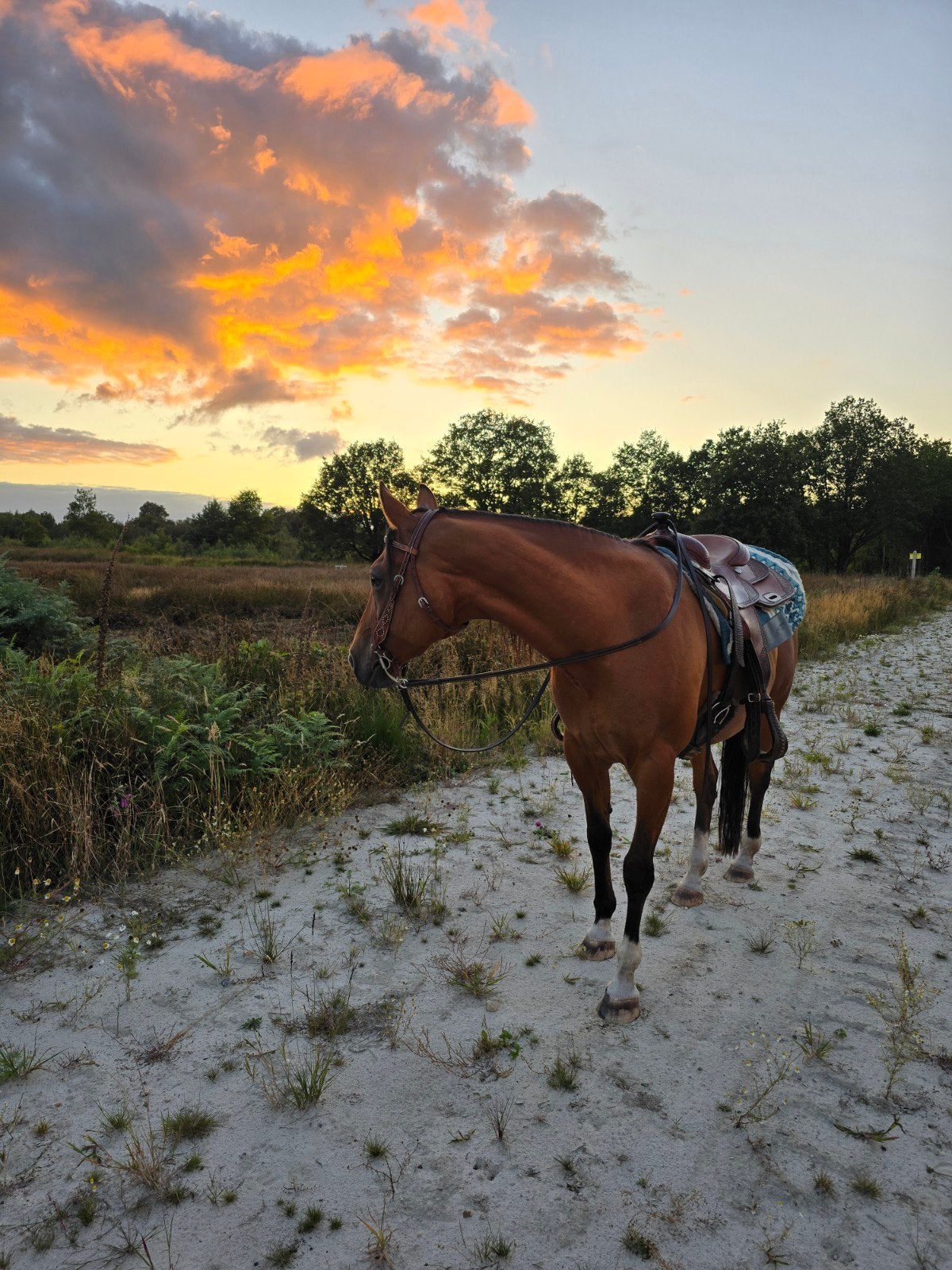 stalling/ paddock paradise gezocht, Weidegang, 2 of 3 paarden of pony's