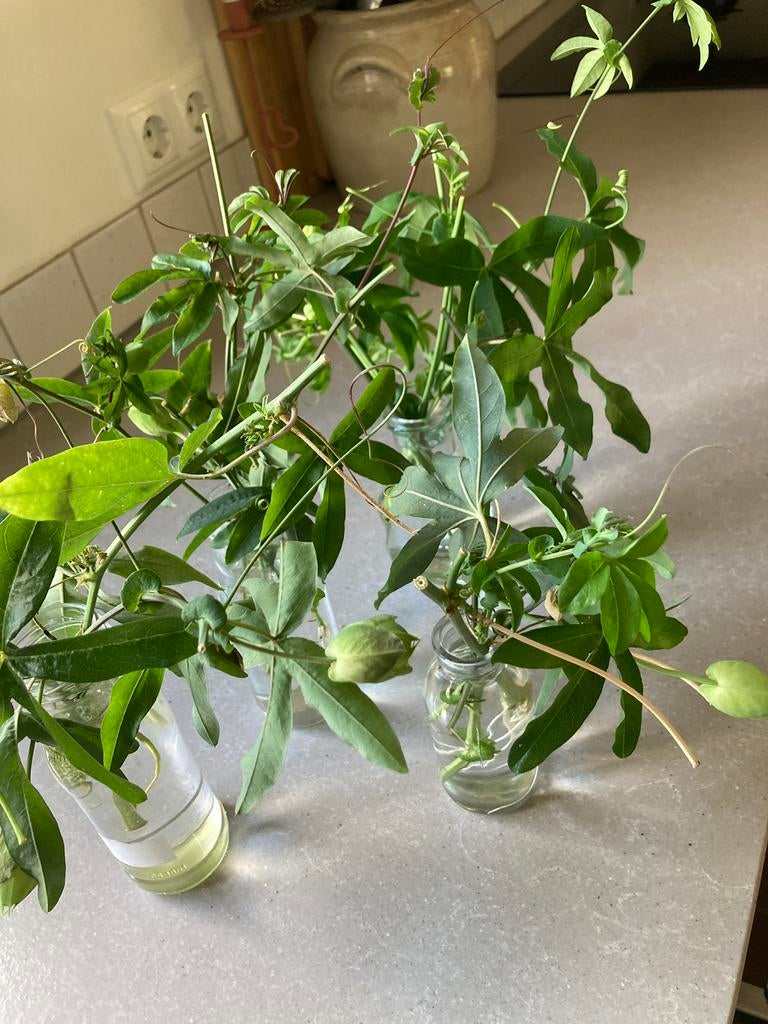 Passiebloem/ passiflora stekjes te koop, Tuin en Terras, Planten | Tuinplanten, Ophalen of Verzenden, Overige soorten, Volle zon