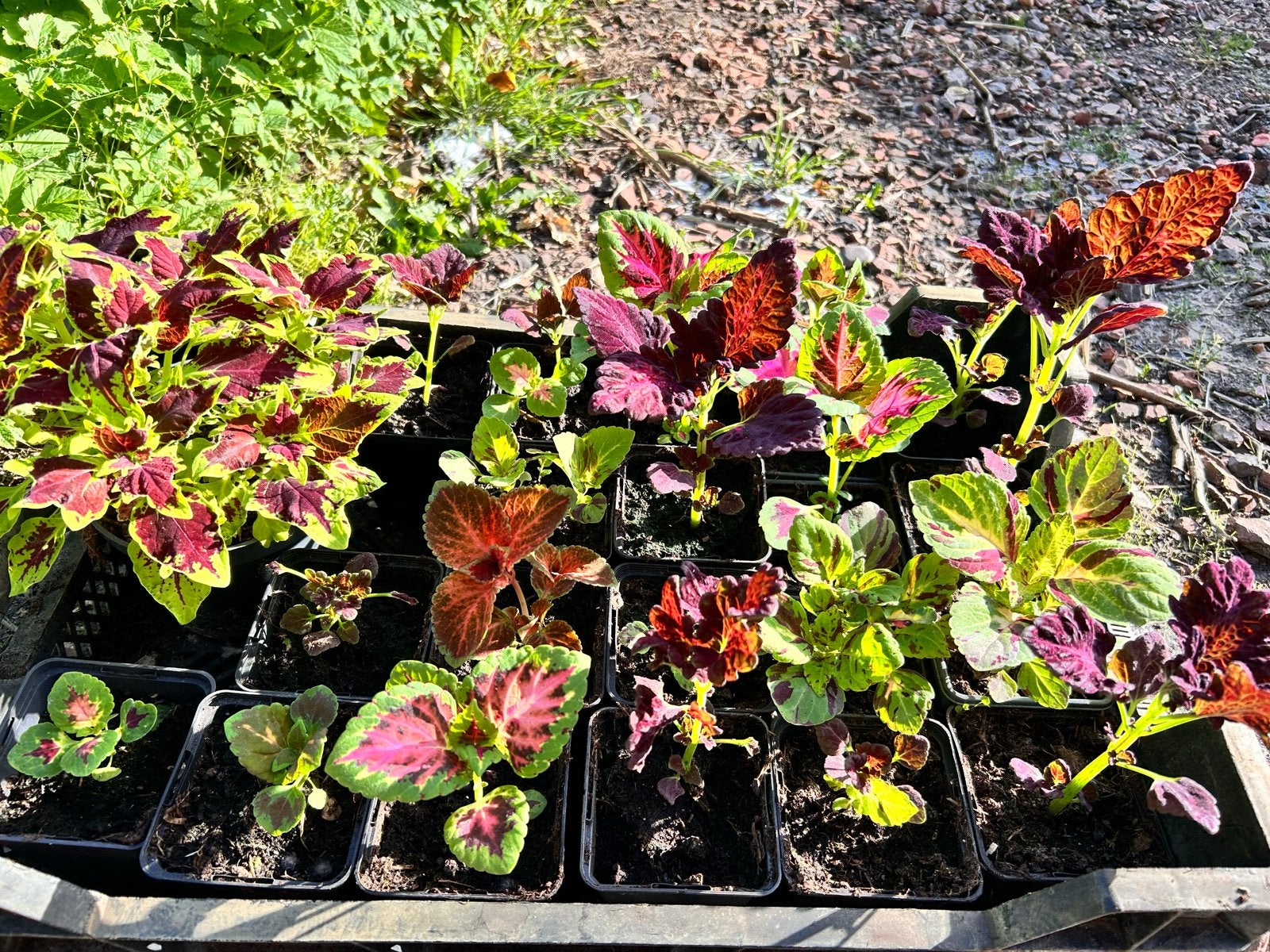 Coleus siernetel verschillende hoogtes, Volle zon, Eenjarig, Bloeit niet, Ophalen