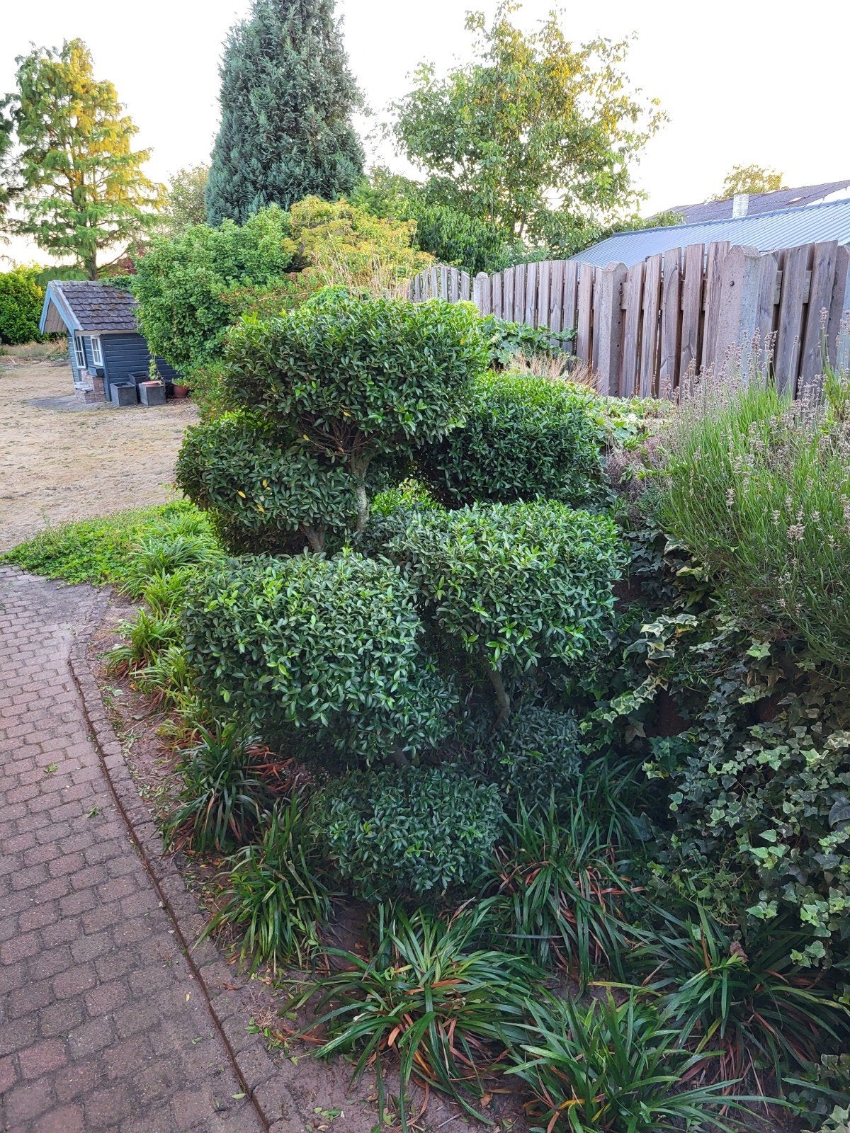 Grote vormgesnoeide buxus 150x150 cm – volwassen buxus, Ophalen, Buxus, Minder dan 100 cm