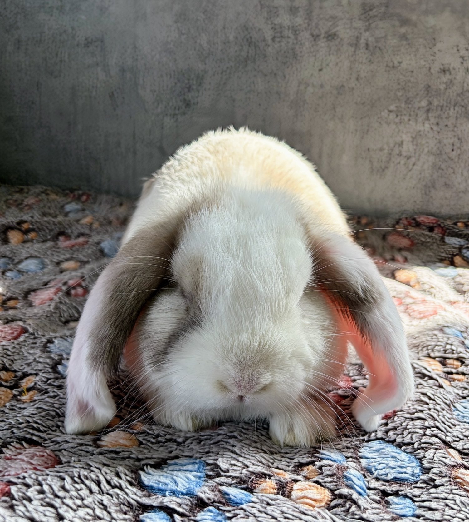 Minillop dwergkonijntje Ram, Dieren en Toebehoren, Mannelijk, Dwerg, Hangoor, 0 tot 2 jaar