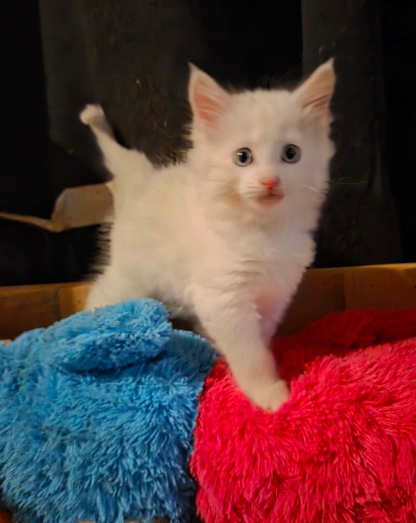 Raszuivere witte maine coon kittens, Dieren en Toebehoren, Katten en Kittens | Raskatten | Langhaar, Meerdere dieren, Gechipt