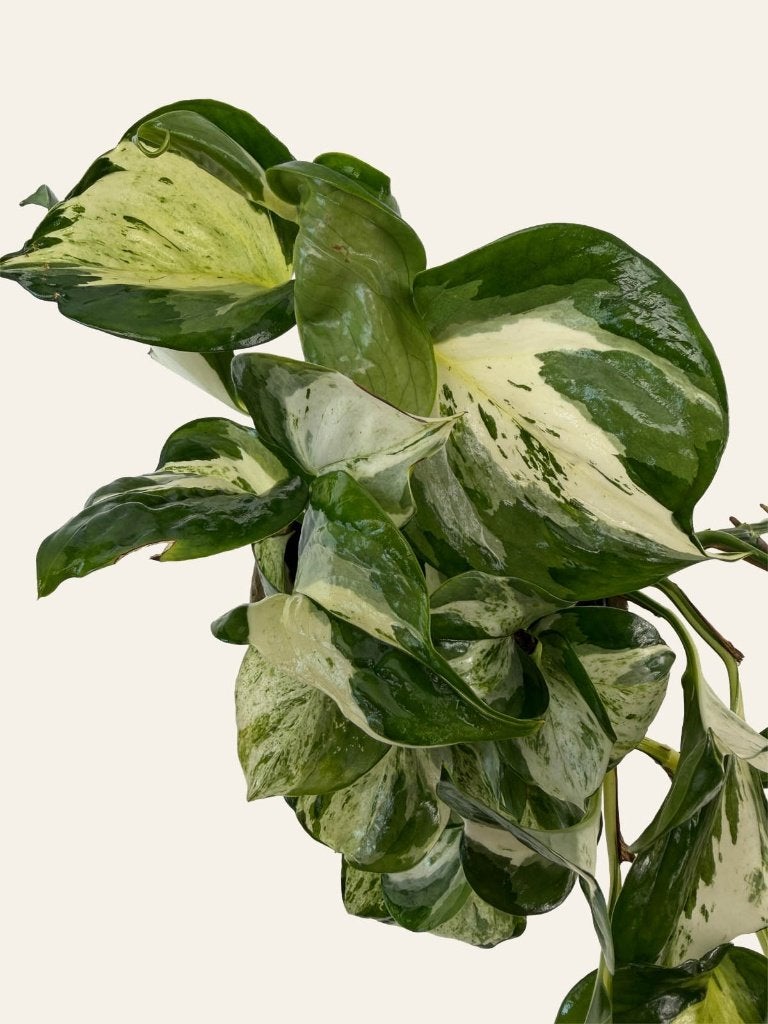 Epipremnum Manjula p12, Huis en Inrichting, Kamerplanten, Ophalen of Verzenden, Halfschaduw, Minder dan 100 cm