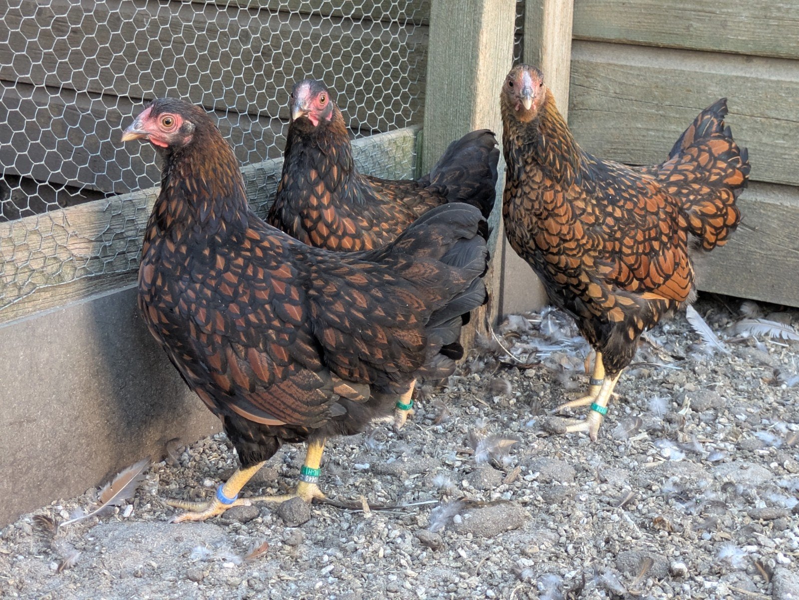 Wyandotte krielen, Dieren en Toebehoren, Pluimvee, Meerdere dieren, Kip