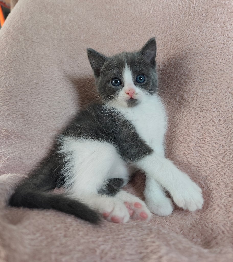 Rogdoll X Blauwe rus kittens, Poes, Gechipt, 0 tot 2 jaar