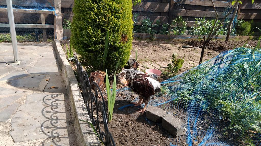 Kip gratis opgalen, Tickets en Kaartjes, Recreatie | Dierentuinen, Eén persoon, Overige typen