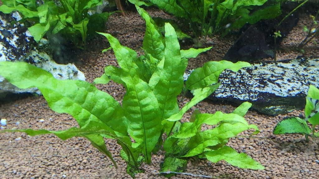 Java varen, Dieren en Toebehoren, Vissen | Aquaria en Toebehoren, Ophalen, Plant(en), Steen of Hout