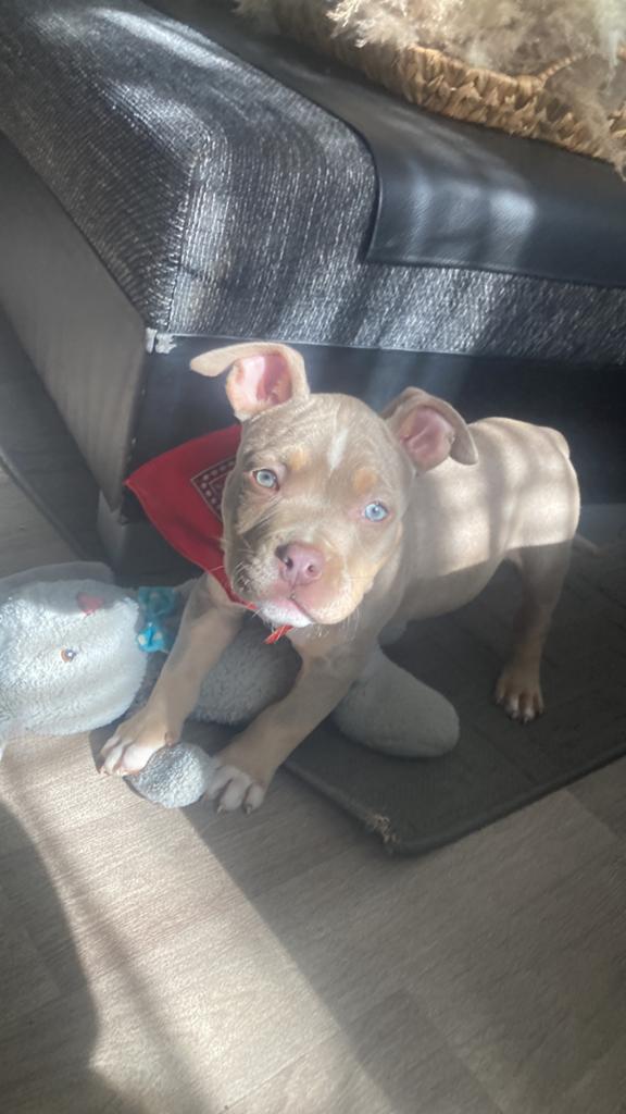 Pocket bully, Parvo, Reu, 8 tot 15 weken, Bulldog