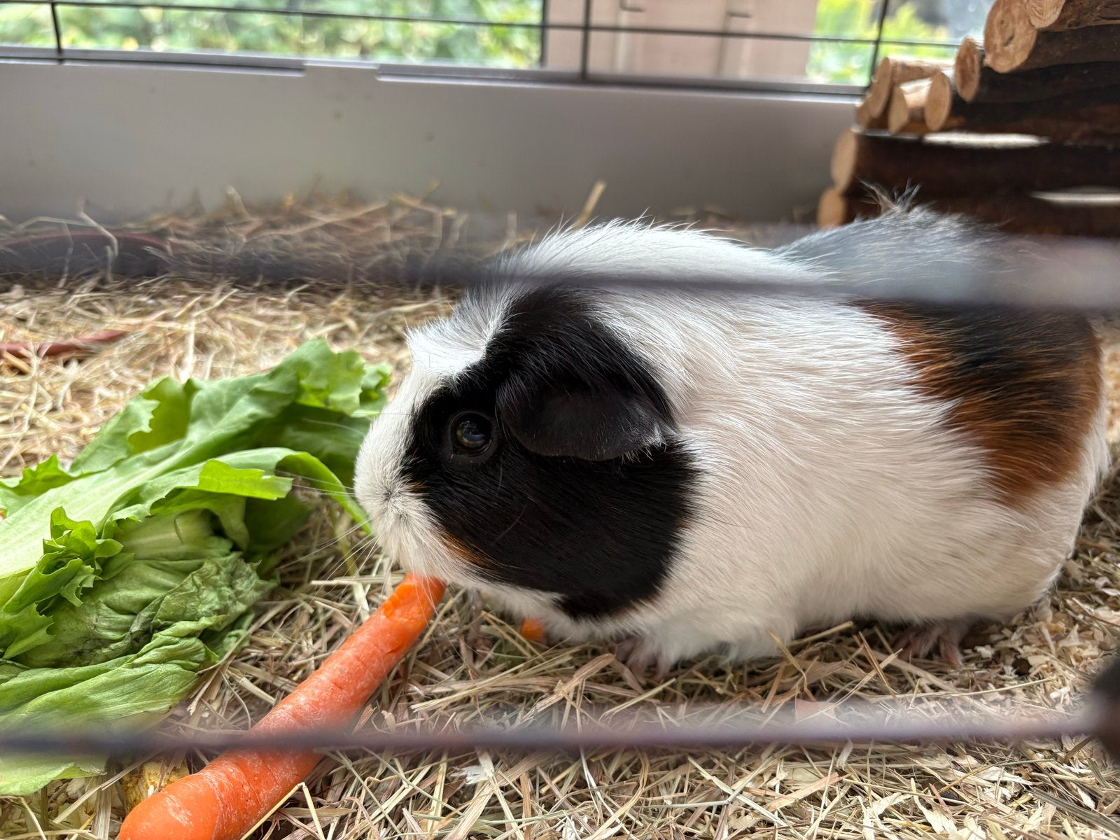 Fijn cavia huisje gezocht, Dieren en Toebehoren, Cavia, December, Vrouwelijk, Tam