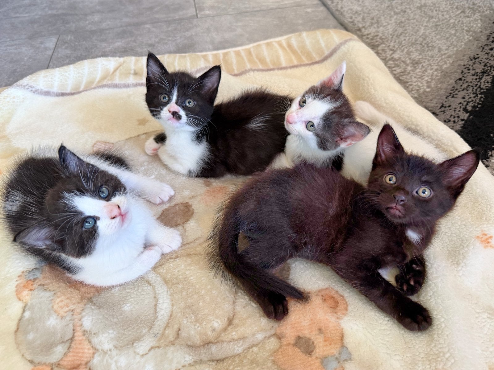 5 Maine Coon kruising kittens (ook halflanghaar), Meerdere dieren, Ontwormd, 0 tot 2 jaar