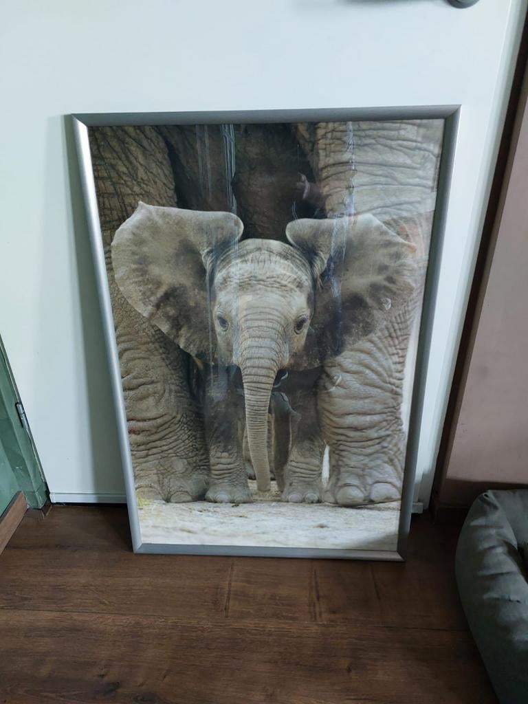 Schilderij olifant, Ophalen, Schilderij, Minder dan 50 cm