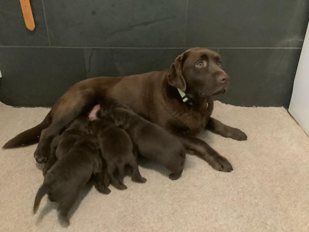 Zeer mooie bruine Labrador pups ouders stamboom, Dieren en Toebehoren, Honden | Retrievers, Spaniëls en Waterhonden, Parvo, 8 tot 15 weken