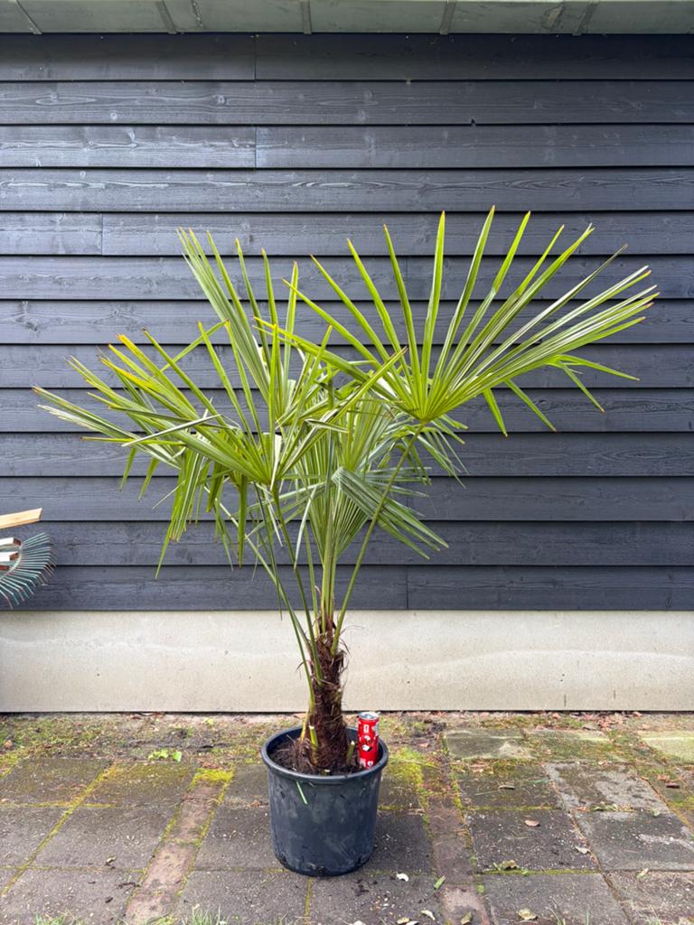 Trachycarpus Fortunei winterharde palmboom, Tuin en Terras, Planten | Bomen, 100 tot 250 cm, Zomer, Palmboom, Ophalen