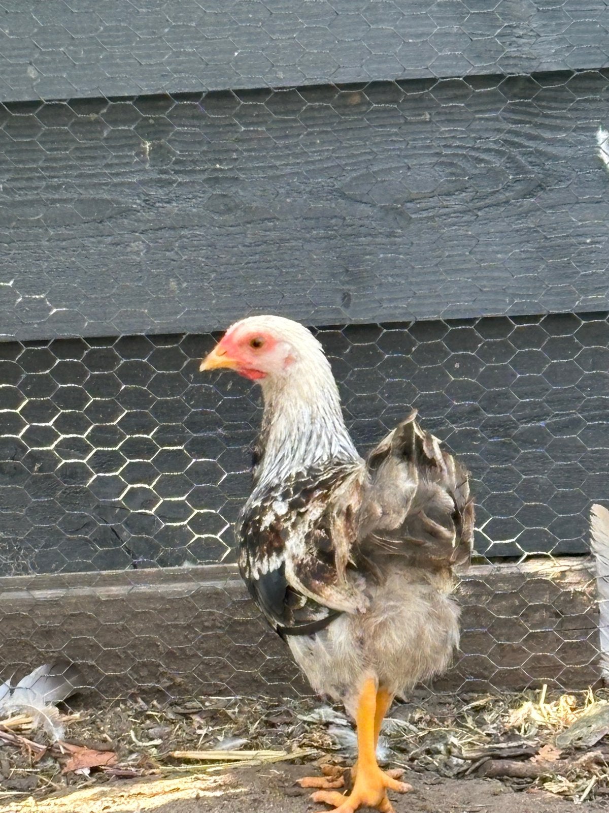 Wyandotte haan goud zalm kriel, Dieren en Toebehoren, Pluimvee, Mannelijk, Kip