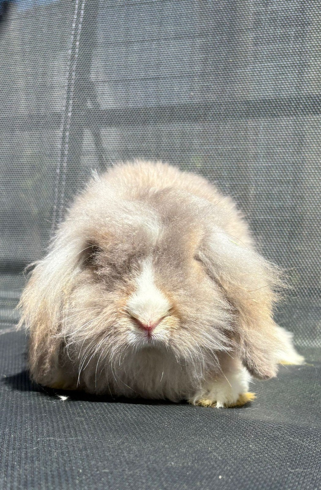 Lief kasjmier minilop konijn zoekt een nieuw huisje., Dieren en Toebehoren, Konijnen, Mannelijk, Dwerg