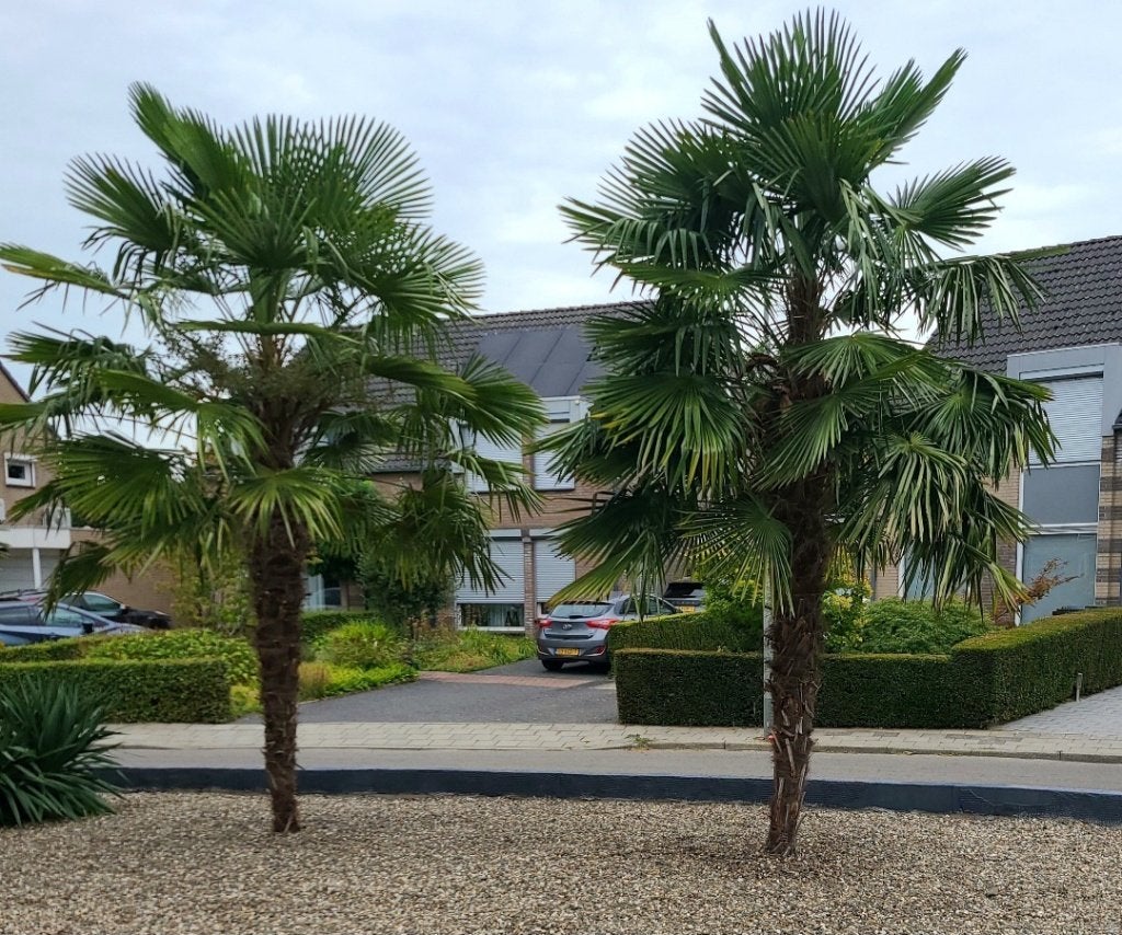 ZADEN van Trachycarpus fortunei – Chinese waaierpalm, Tuin en Terras, Planten | Bomen, Volle zon, Ophalen of Verzenden, Minder dan 100 cm