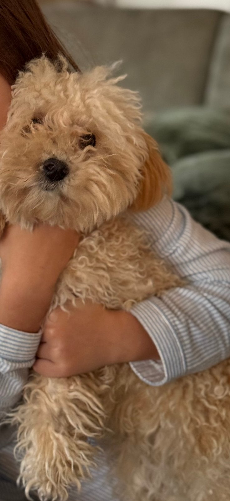BILLY maltipoo, Dieren en Toebehoren, Honden | Chihuahua's en Gezelschapshonden, Overige rassen, 1 tot 2 jaar, Teef, Parvo