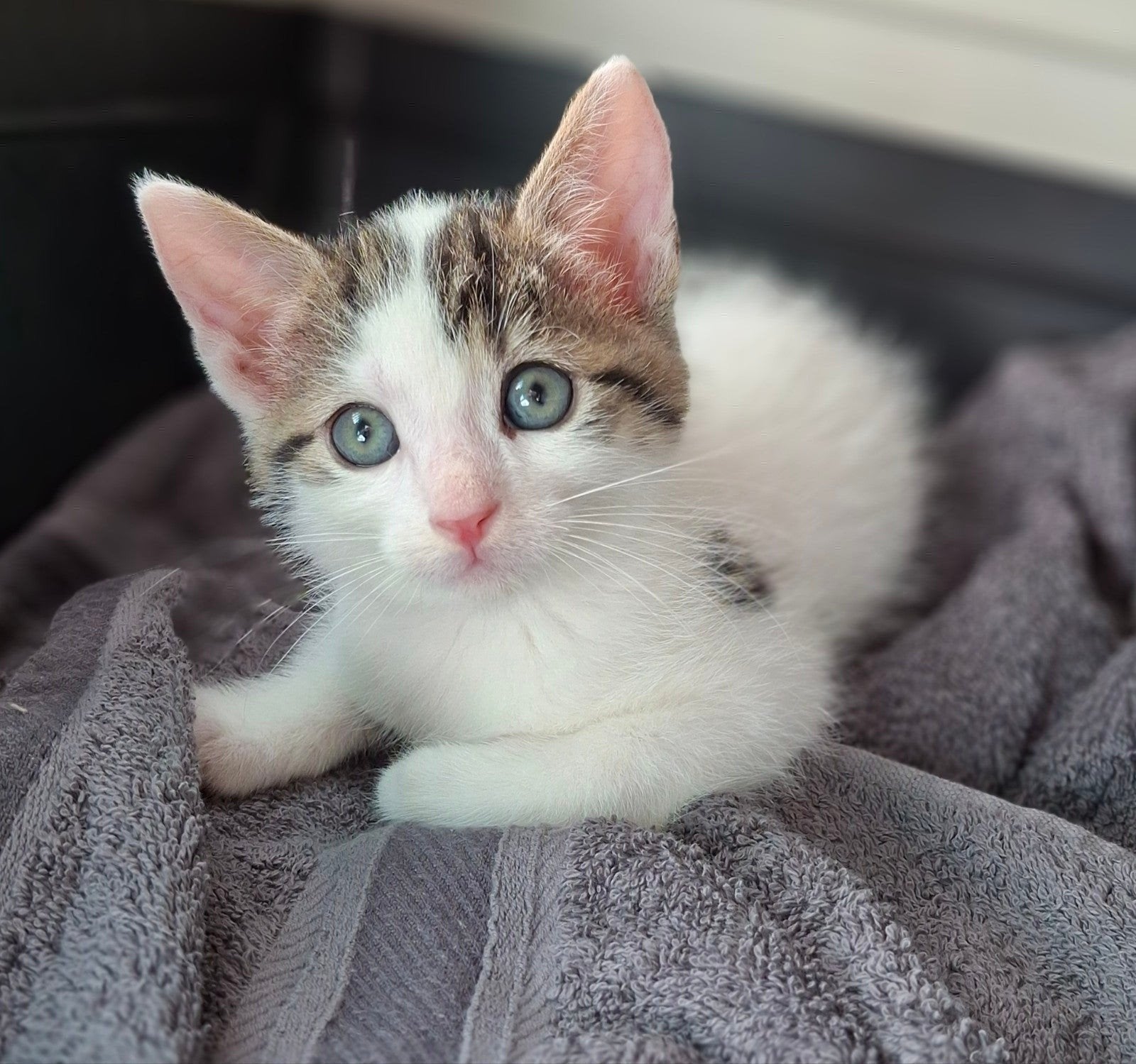 Mooiste kittens️️️️️️❤️❤️❤️❤️❤️, Meerdere dieren, Kortharig, 0 tot 2 jaar