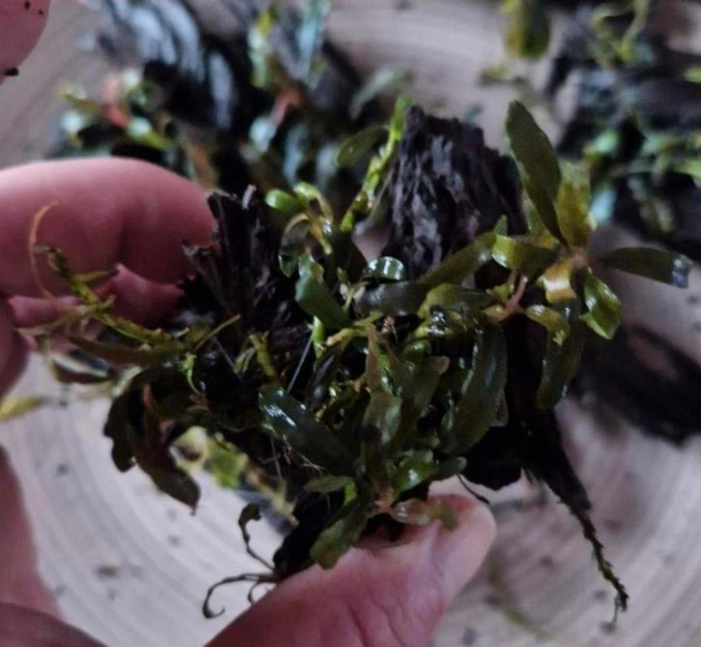 Bucephalandra's op hout - aquariumplant ZELDZAAM, Dieren en Toebehoren, Ophalen, Nieuw, Plant(en), Steen of Hout