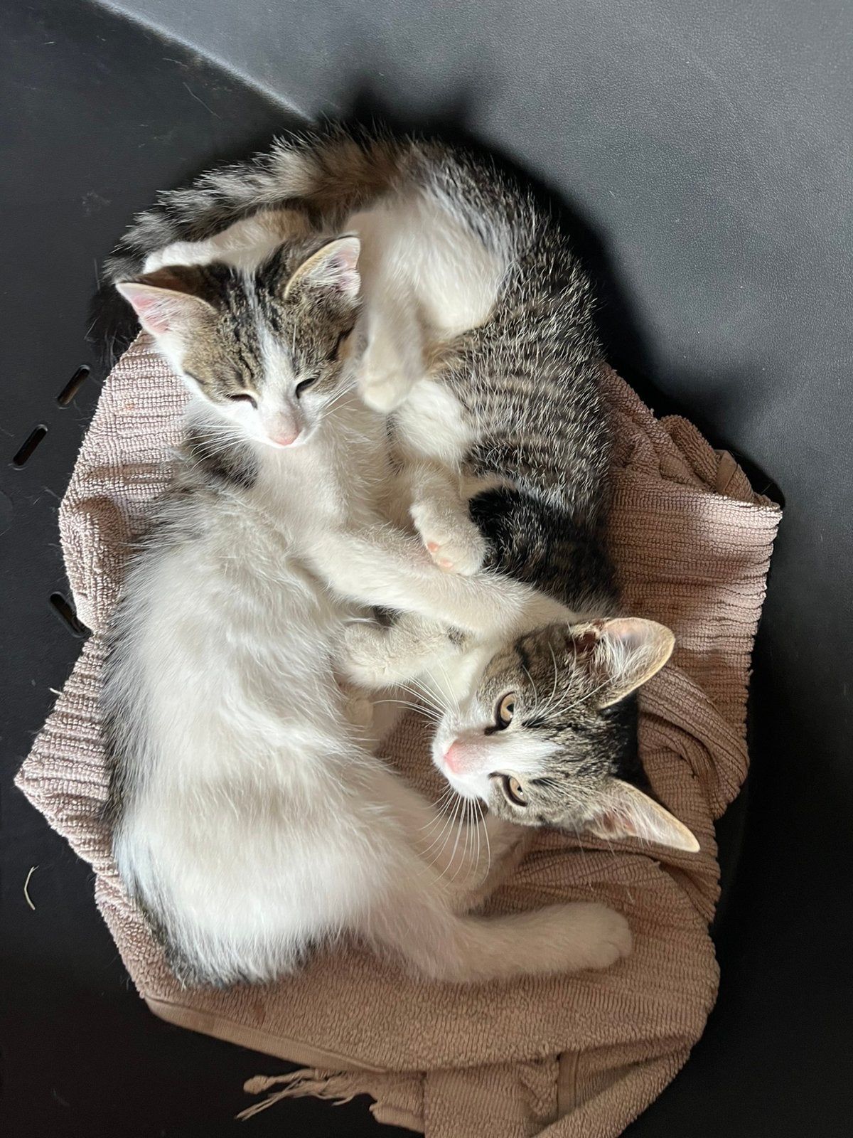 Nog een paar super lieve kittens, Meerdere dieren, Ontwormd