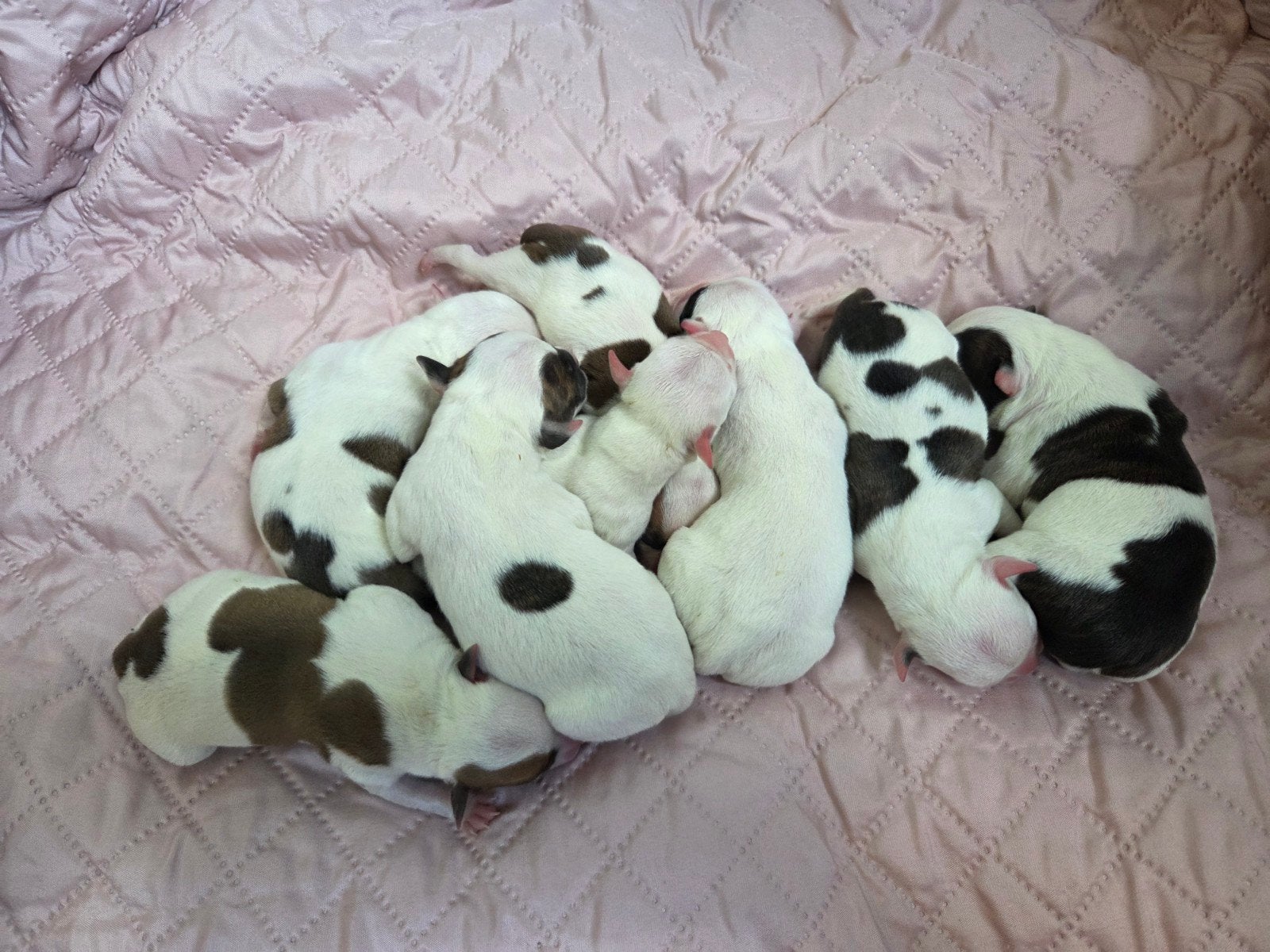 Staffordshire Bullterriër pups, Overige rassen, 8 tot 15 weken, Meerdere, Meerdere dieren