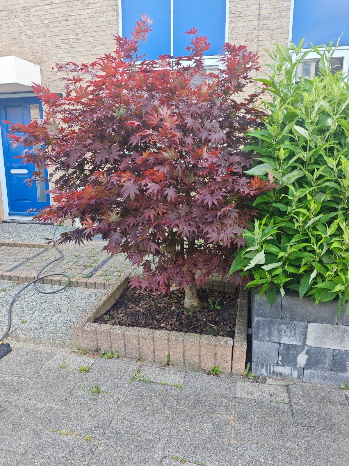 Japanse esdoorn - 190cm hoog en breed, Tuin en Terras, Ophalen of Verzenden