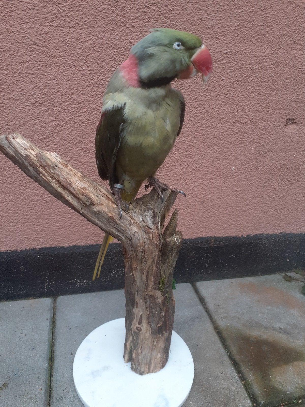 Alexanderparkiet – Luxe Taxidermie | Uniek Exemplaar, Ophalen of Verzenden, Vogel, Opgezet dier