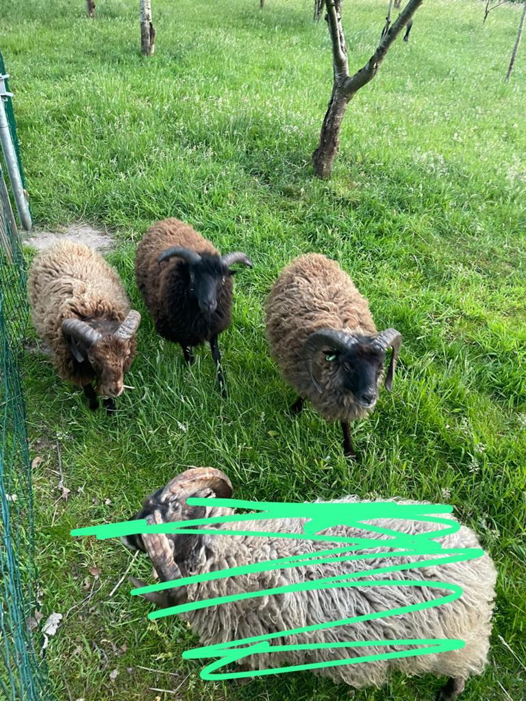 3 ouessant rammen, Dieren en Toebehoren, Schapen, Geiten en Varkens, Mannelijk, Schaap, 0 tot 2 jaar