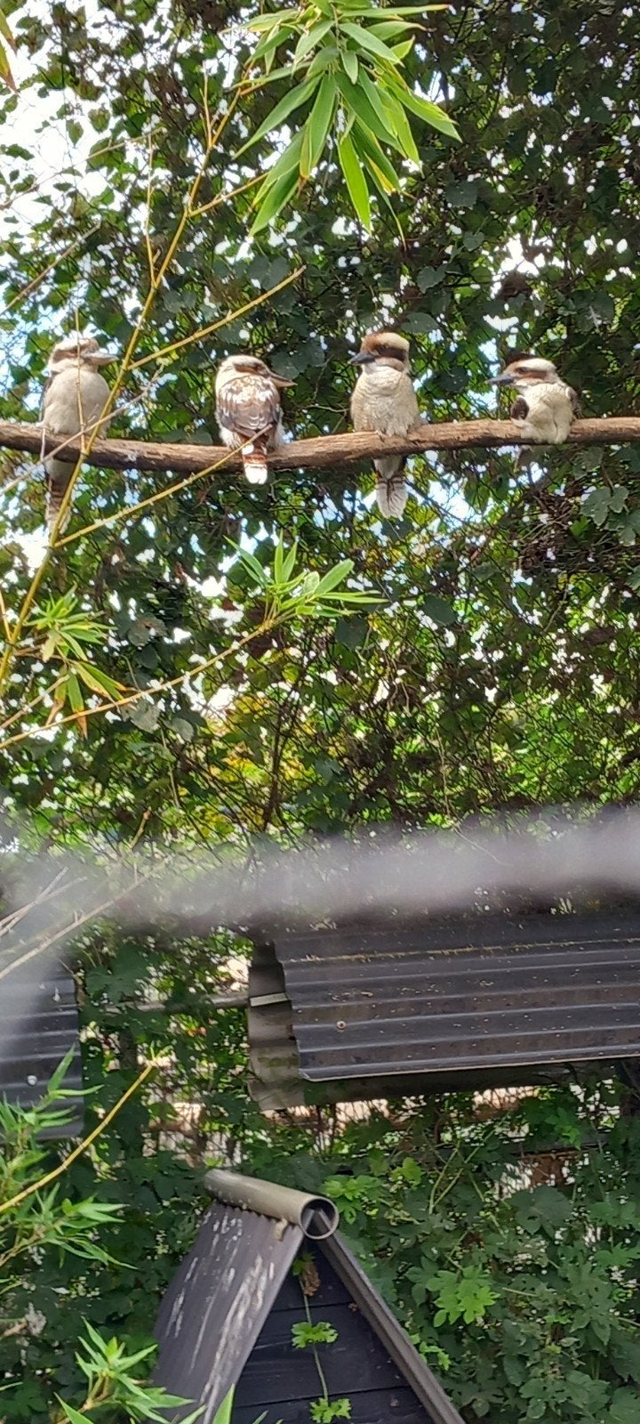 kookaburra, s, Meerdere dieren, Geringd