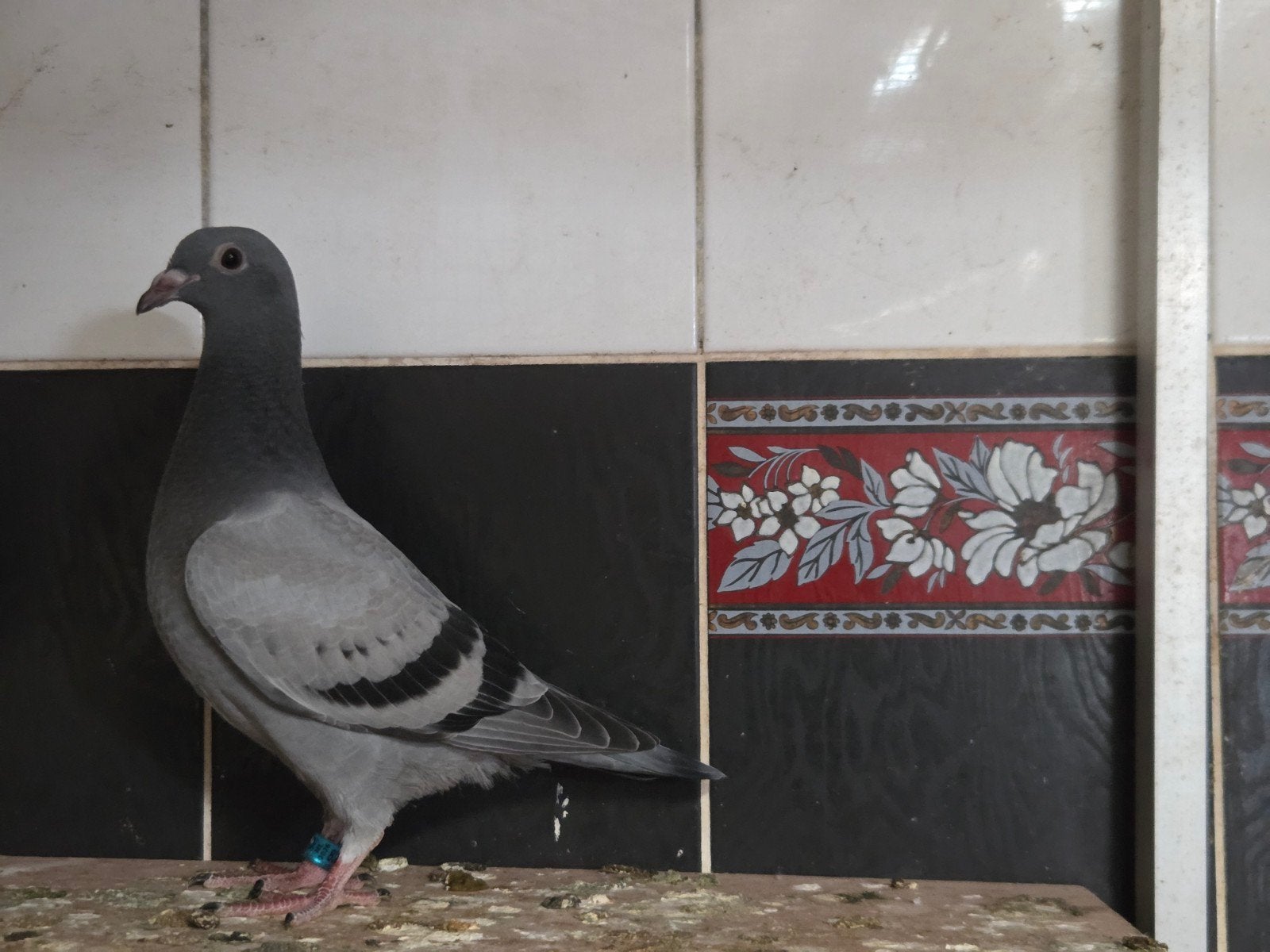 6 jonge postduiven top lijnen, Meerdere dieren, Postduif
