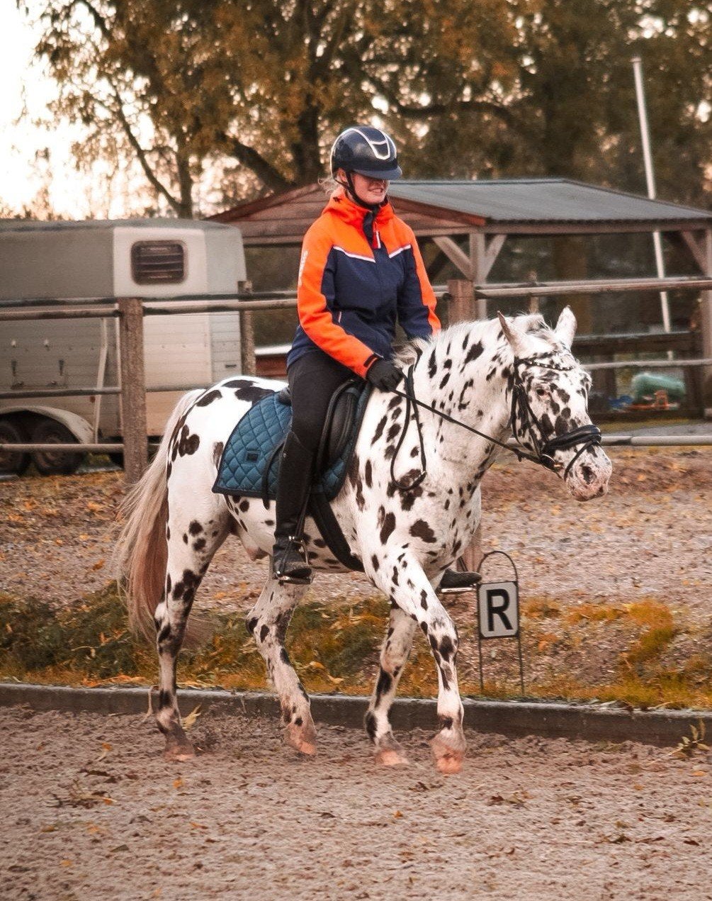 Lease pony aangeboden, Dieren en Toebehoren, Gechipt, B, Ruin, 11 jaar of ouder