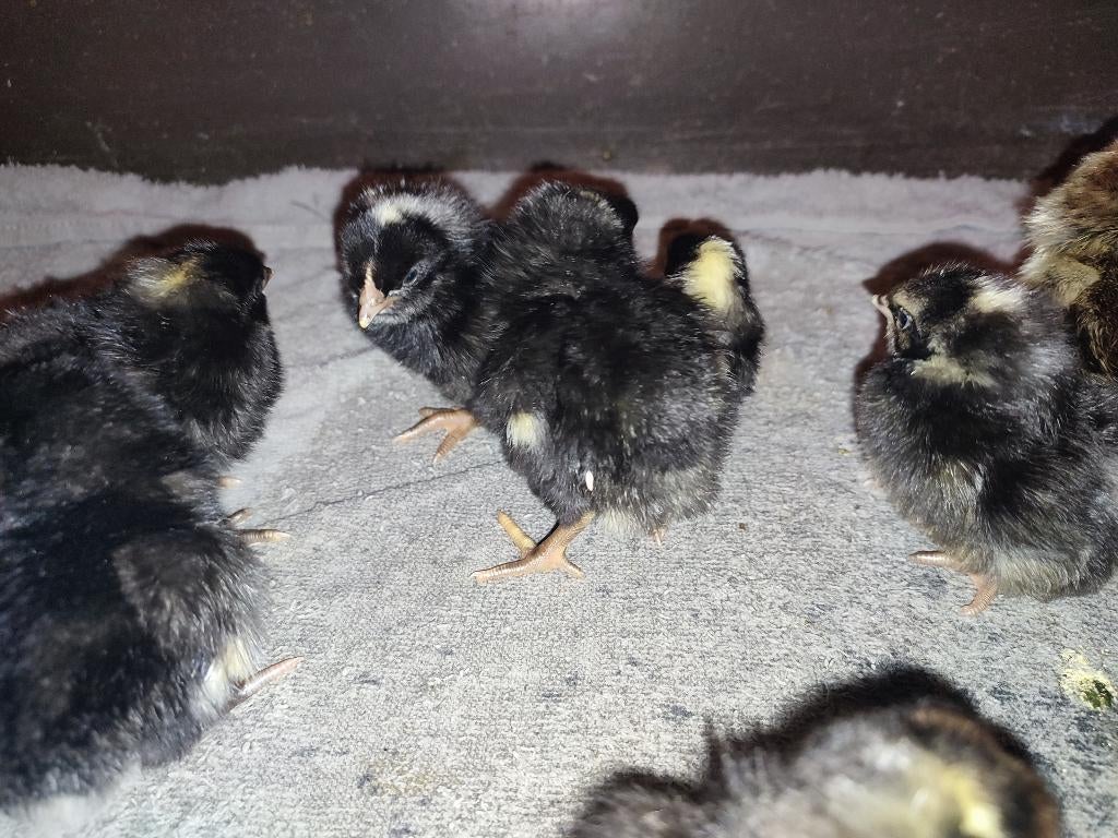 Jonge Amrock kuiken groot ras, Dieren en Toebehoren, Pluimvee, Geslacht onbekend, Kip