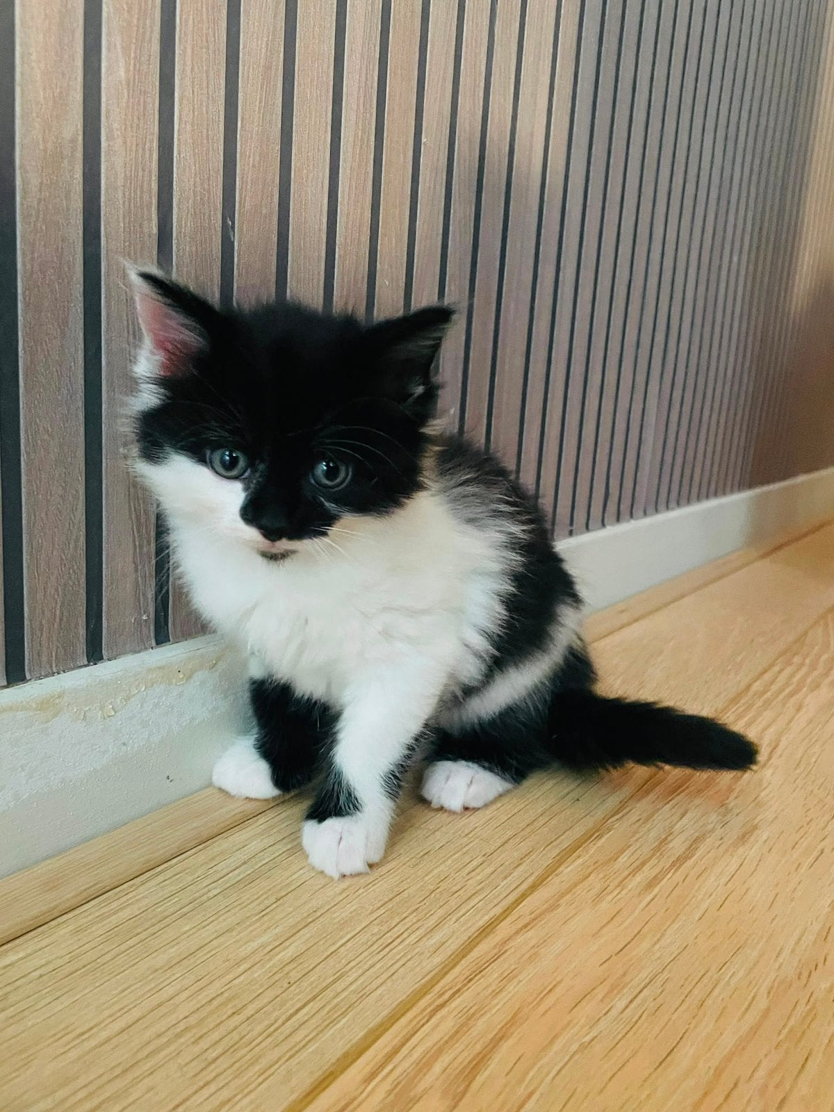 4 kittens zoeken een nieuw liefdevol thuis! ️, Meerdere dieren