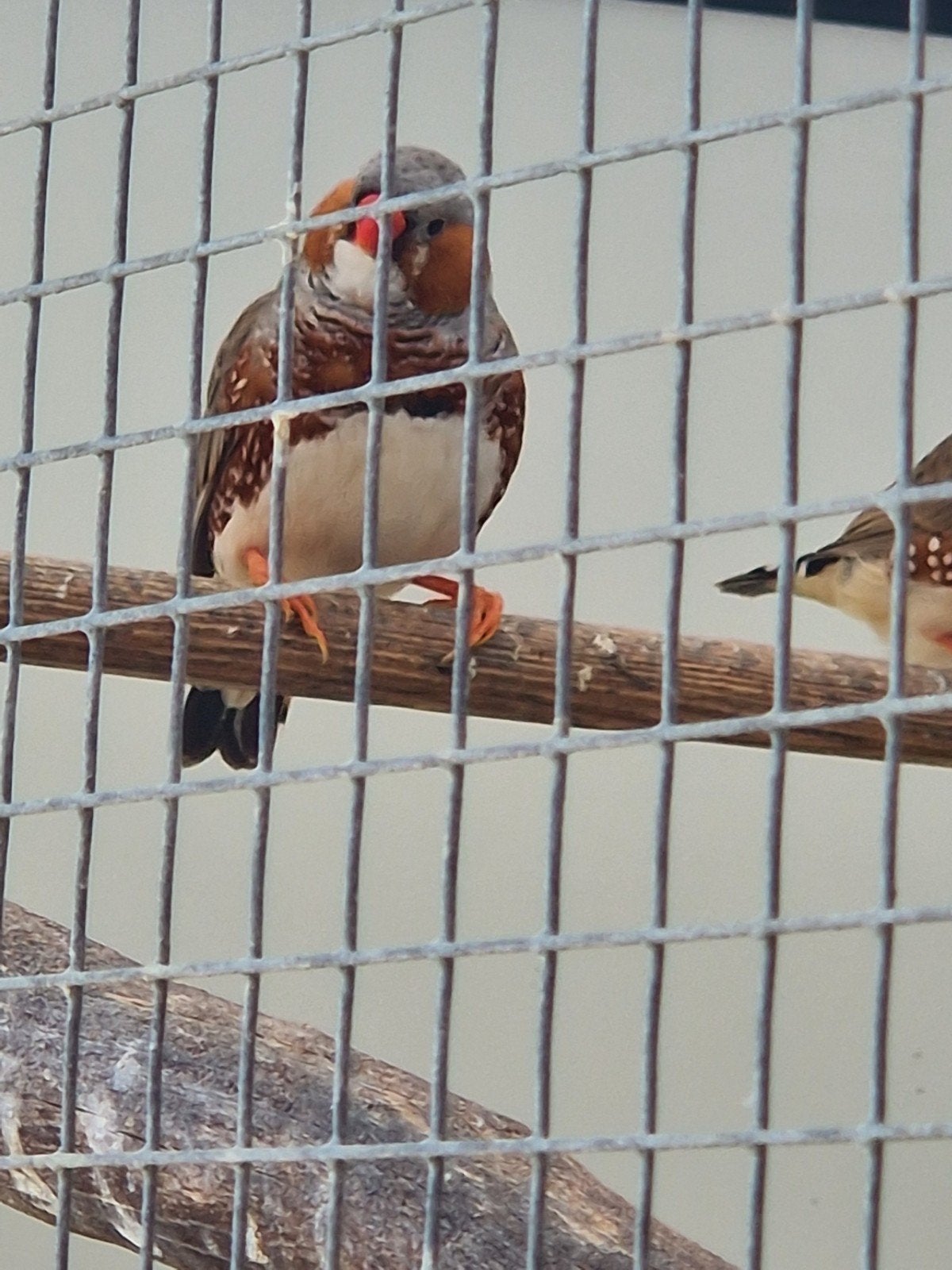 Zebravinken, Dieren en Toebehoren, Meerdere dieren