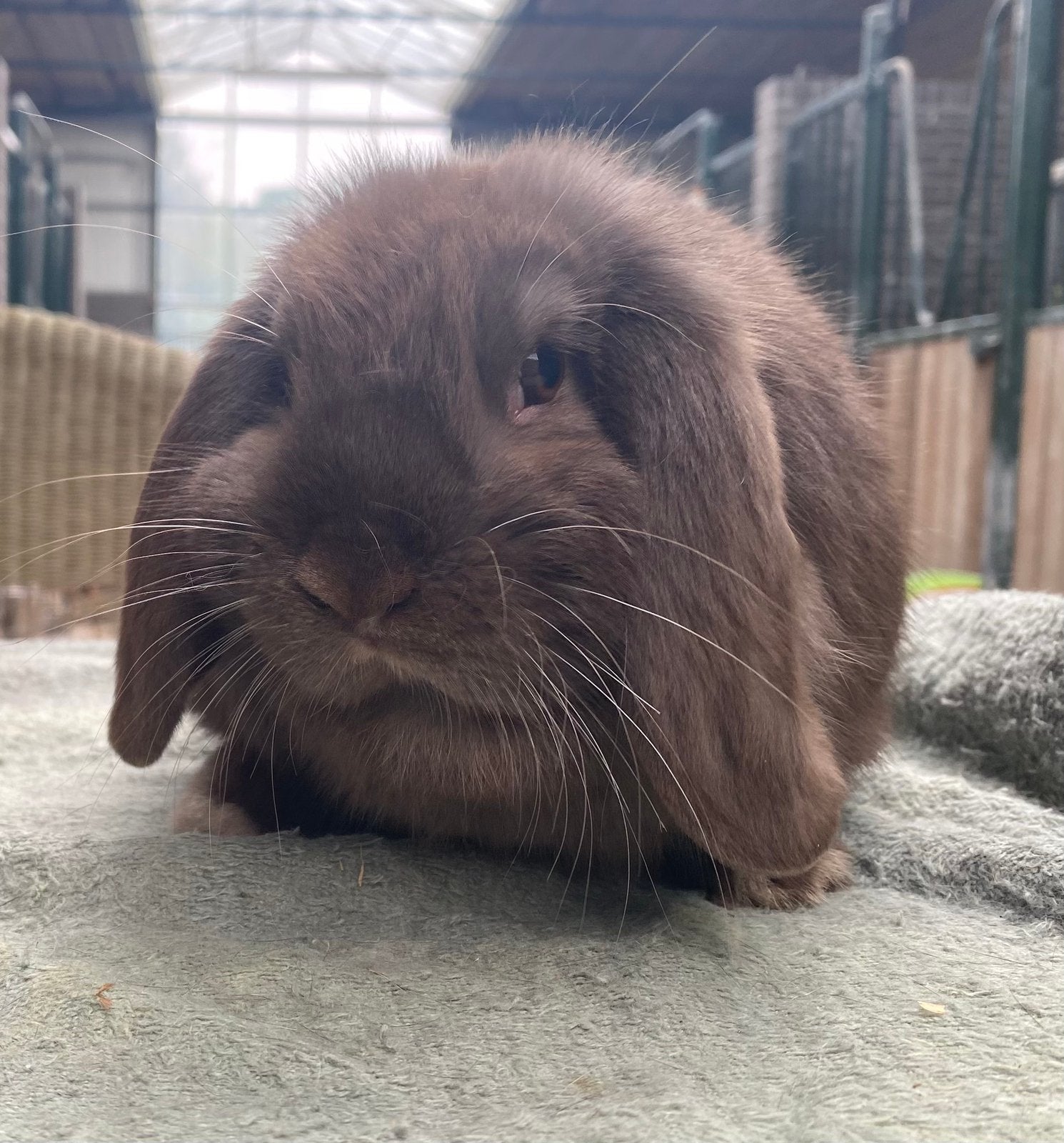 Dwerg hangoor konijntjes  - Raszuiver - konijngrijs of Choco, Dieren en Toebehoren, Meerdere dieren, Dwerg, Hangoor, 0 tot 2 jaar