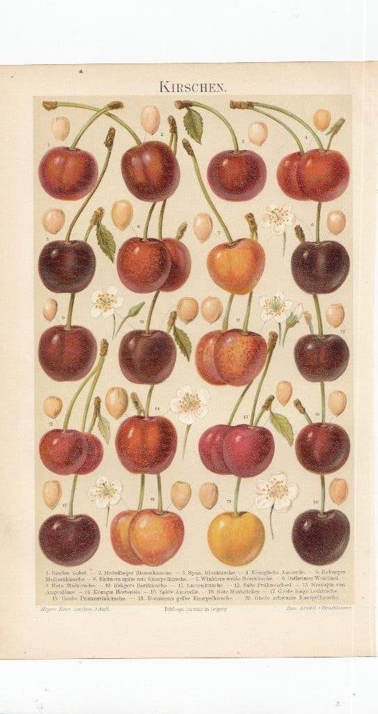 Duitsland 1895 Lithografie Kersen, Gebruikt, Ophalen of Verzenden, Voor 1940, Prent