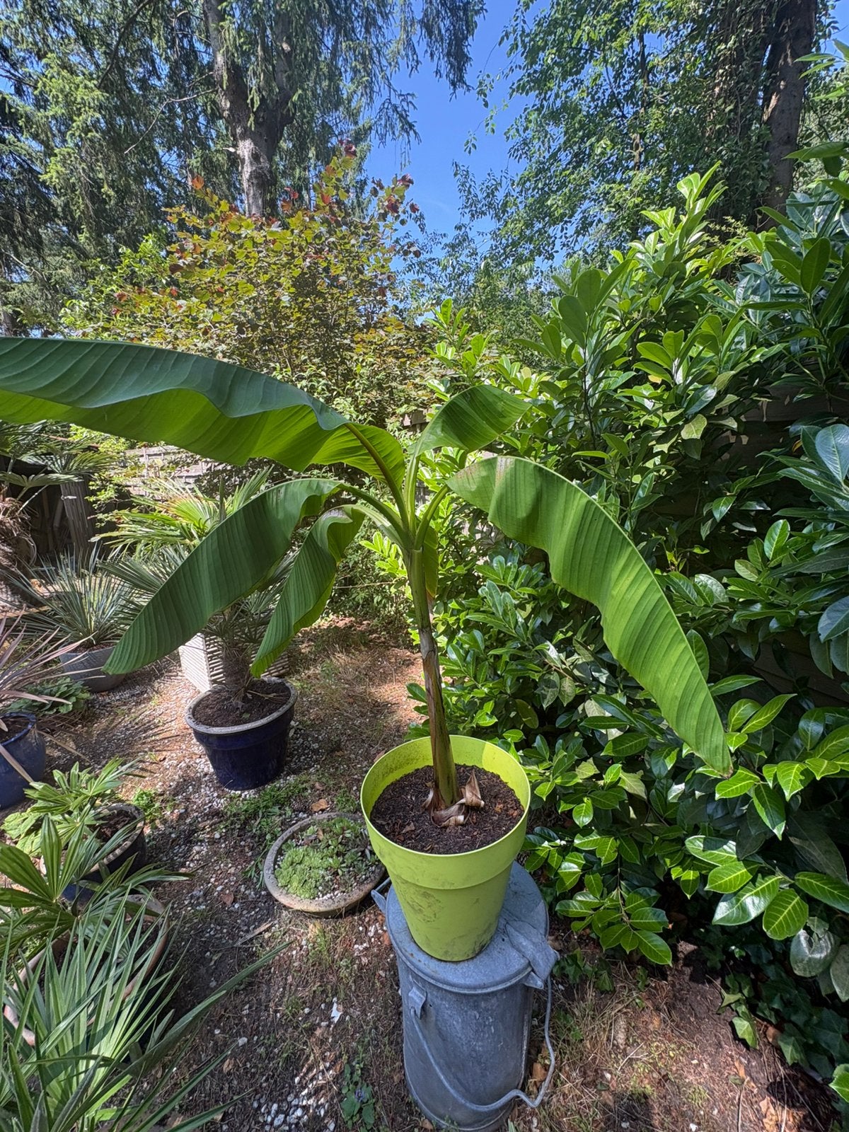 Bananen plant., Bloeit niet, Overige soorten, Minder dan 100 cm, Ophalen