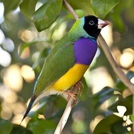 Volière vogels inkoop, Dieren en Toebehoren, Meerdere dieren