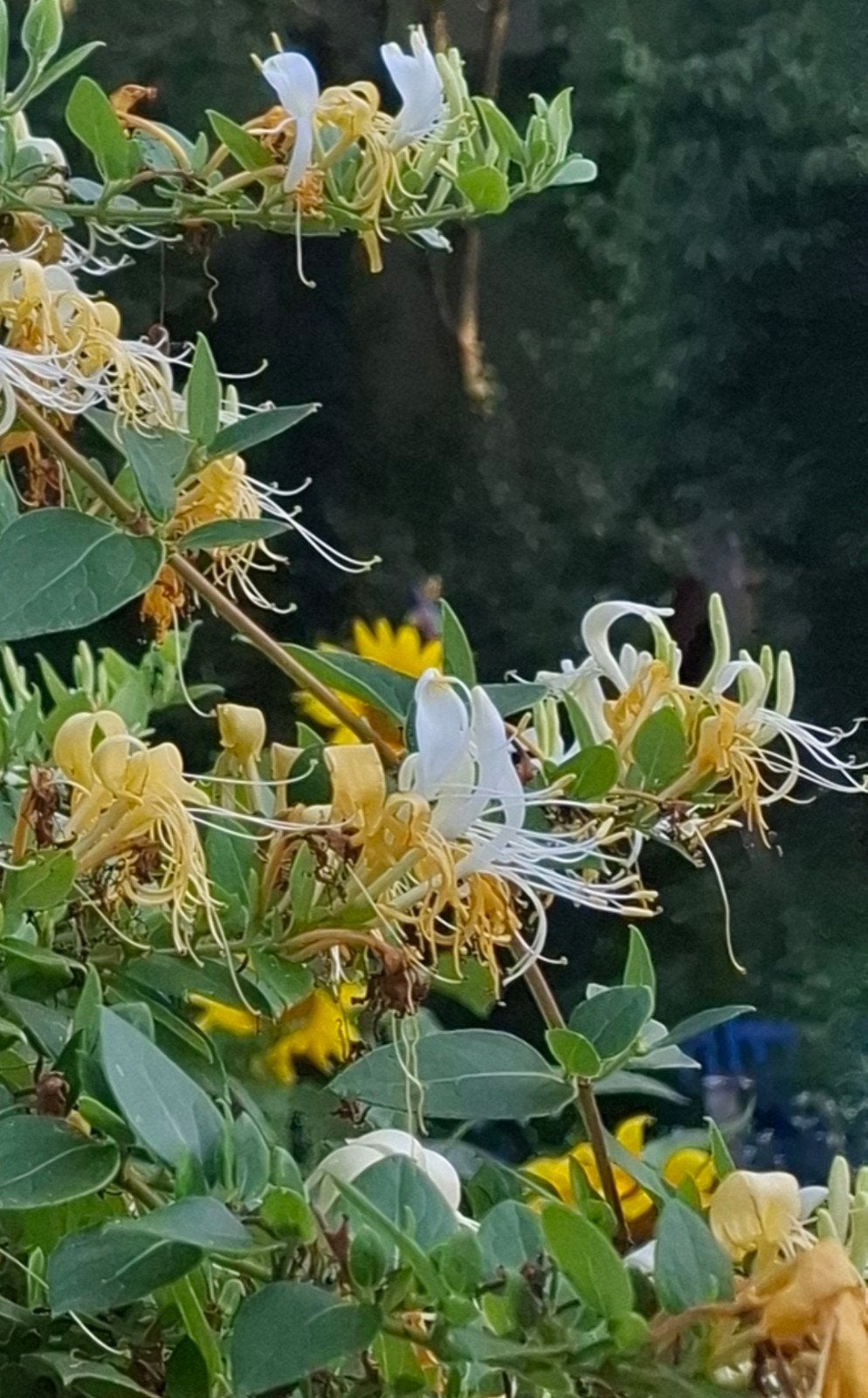 Kamperfoelie, Ophalen, Zomer, Klimplanten, Volle zon