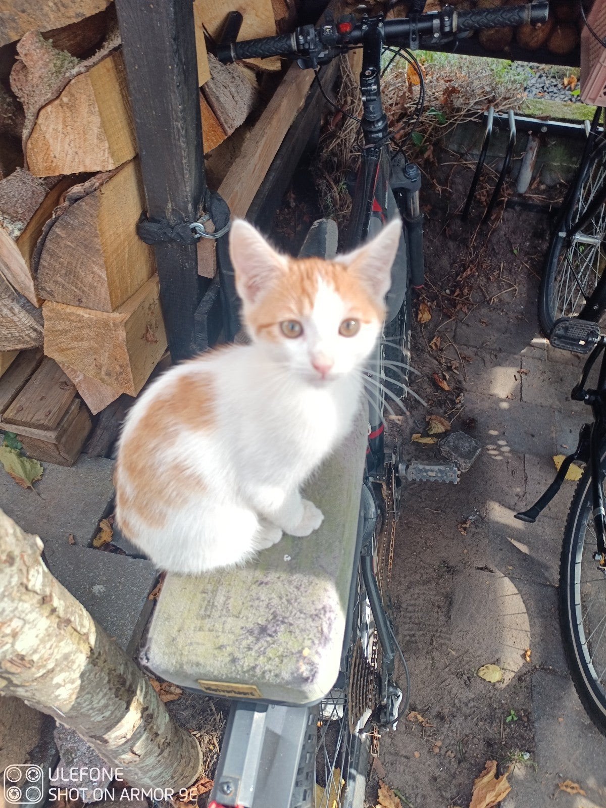 kitten Hilversum
