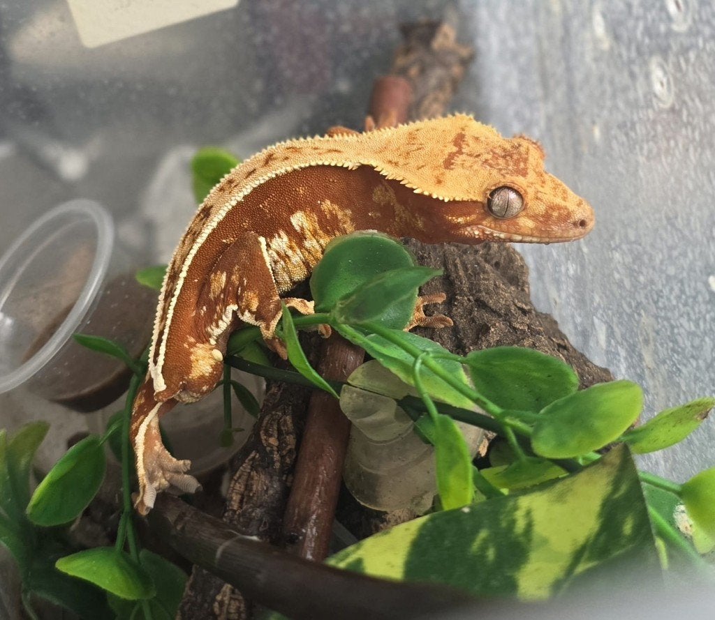 Red Tricolor wimpergekko man, Dieren en Toebehoren, Hagedis, Met terrarium, 0 tot 2 jaar