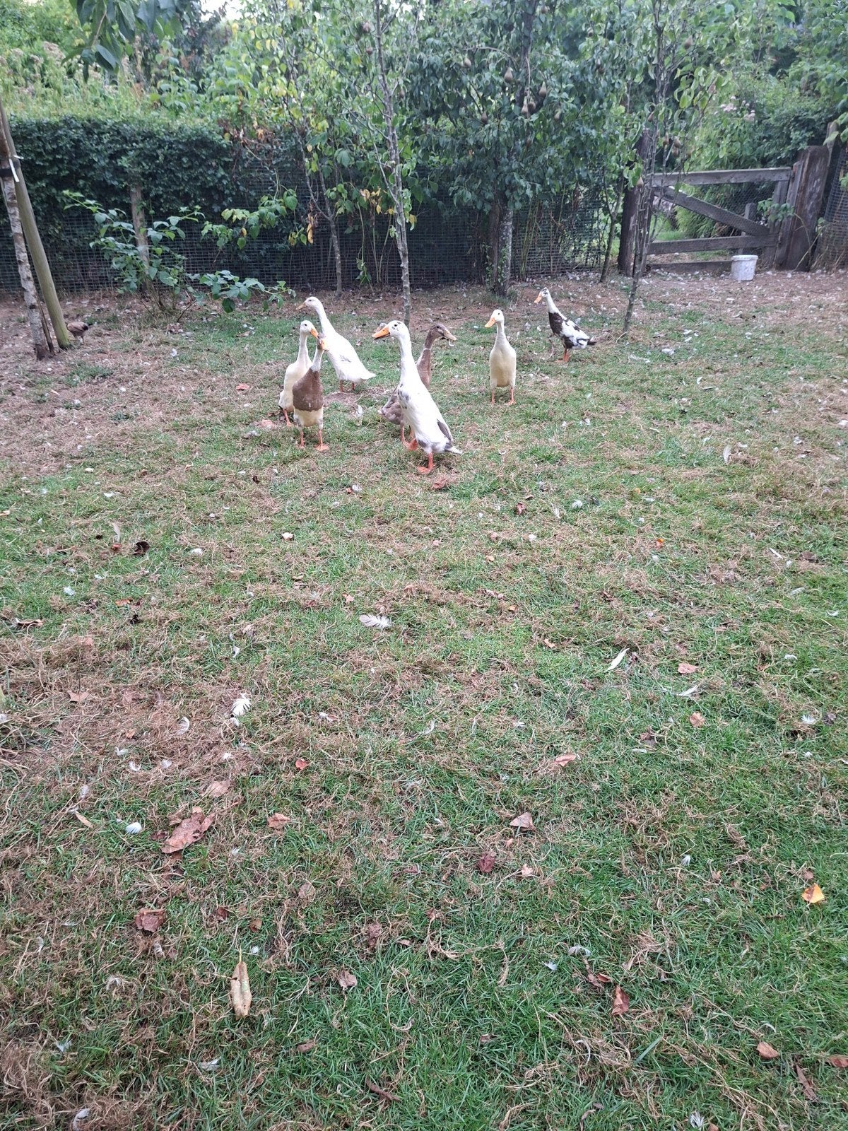 loopeenden van dit jaar, Meerdere dieren, Eend