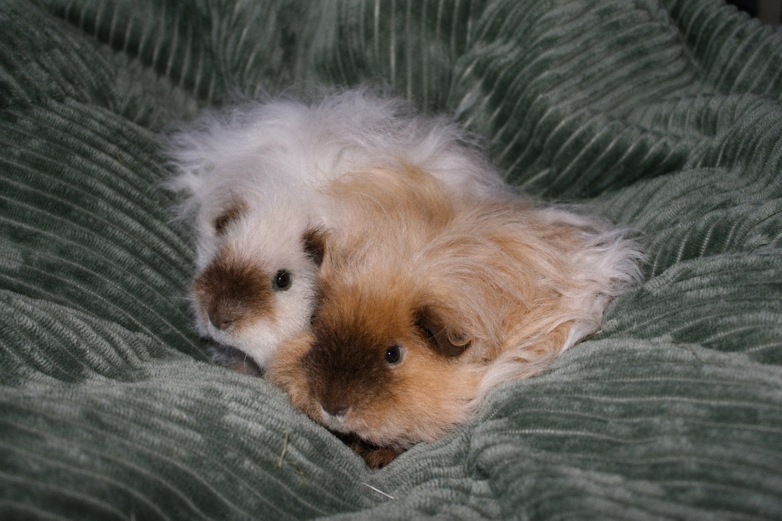 Twee lieve langharige beertjes zoeken een nieuw thuis, Dieren en Toebehoren, Knaagdieren, Cavia, Mannelijk, December, Tam
