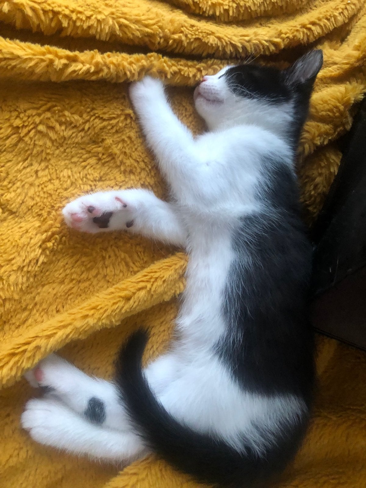 Schattige kittens op zoek naar een nieuwe huis, Dieren en Toebehoren, Meerdere dieren, Kortharig, 0 tot 2 jaar